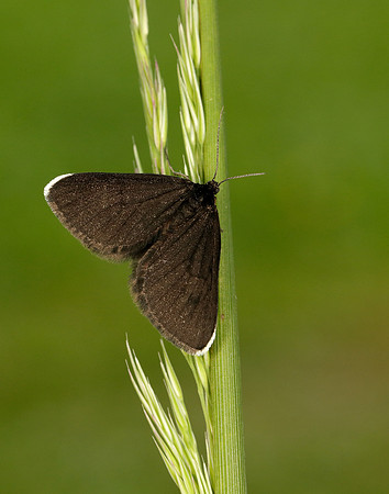 70.130 BF1870 Chimney Sweeper Odezia atrata