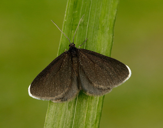 70.130 BF1870 Chimney Sweeper Odezia atrata