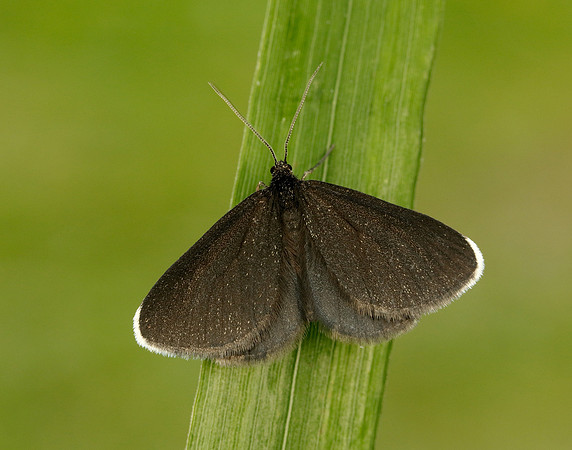 70.130 BF1870 Chimney Sweeper Odezia atrata