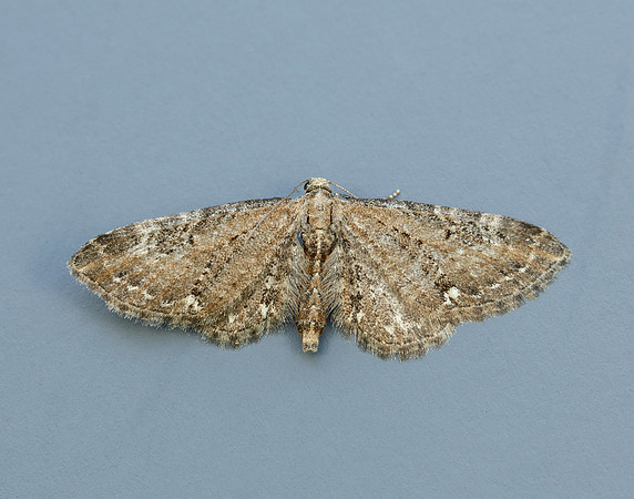 70.183 BF1834 Common Pug Eupithecia vulgata