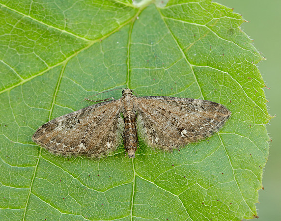 70.183 BF1834 Common Pug Eupithecia vulgata