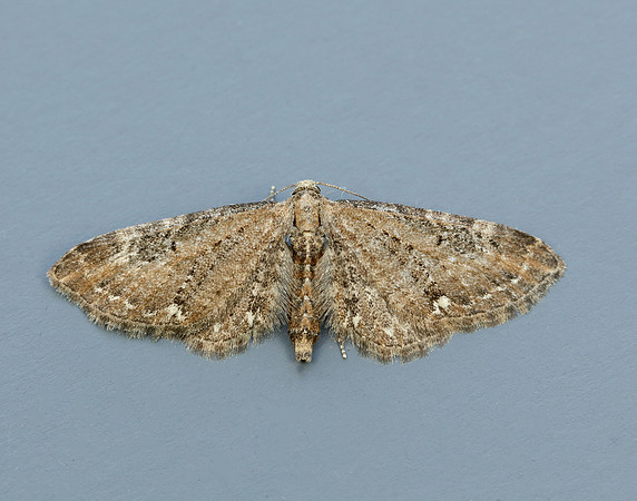 70.183 BF1834 Common Pug Eupithecia vulgata