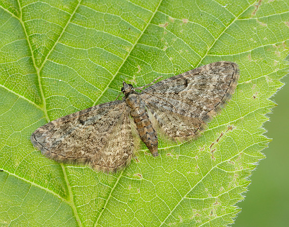 70.190 BF1837 Grey Pug Eupithecia subfuscata