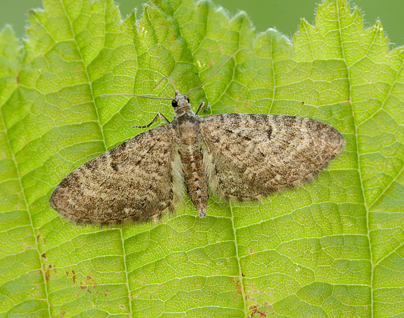 70.190 BF1837 Grey Pug Eupithecia subfuscata