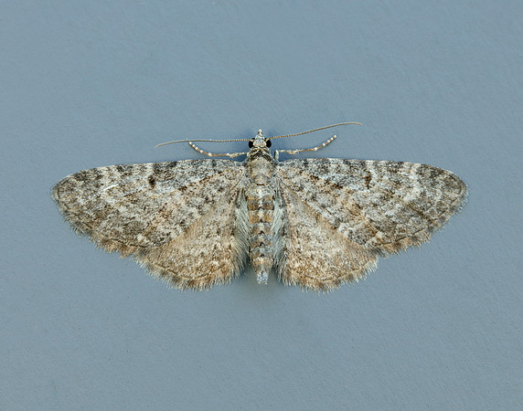 70.190 BF1837 Grey Pug Eupithecia subfuscata