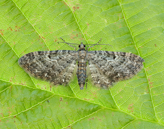 70.190 BF1837 Grey Pug Eupithecia subfuscata