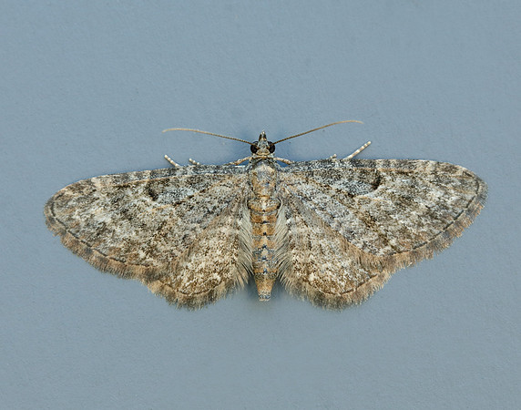 70.190 BF1837 Grey Pug Eupithecia subfuscata