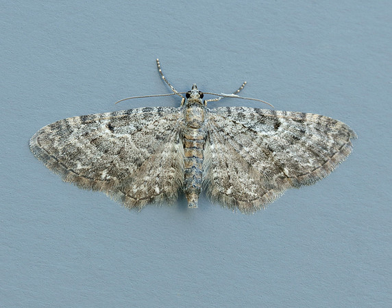 70.190 BF1837 Grey Pug Eupithecia subfuscata
