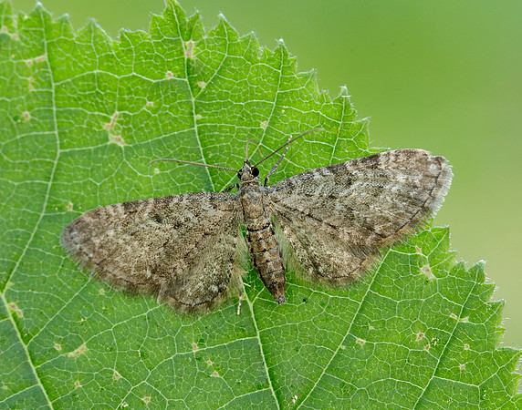 70.190 BF1837 Grey Pug Eupithecia subfuscata