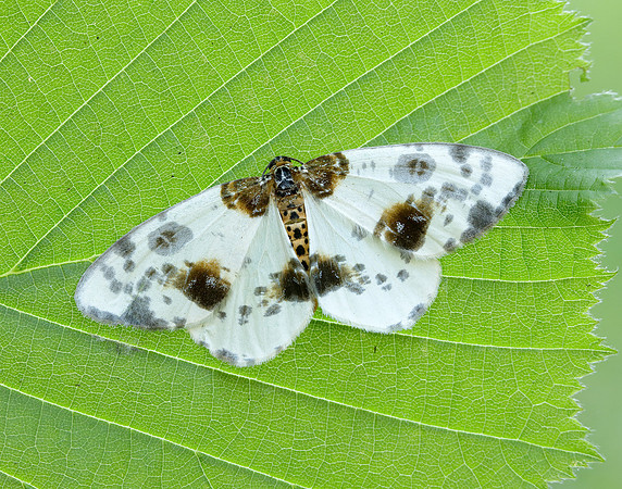 70.206 BF1885 Clouded Magpie Abraxas sylvata