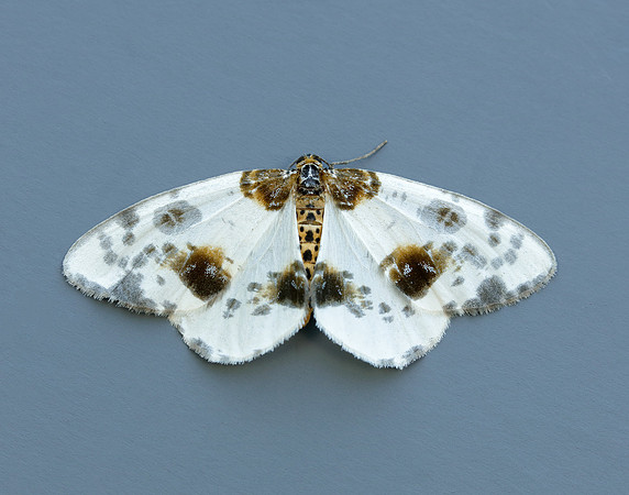 70.206 BF1885 Clouded Magpie Abraxas sylvata