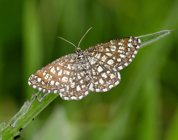 70.218 BF1894 Latticed Heath Chiasmia clathrata