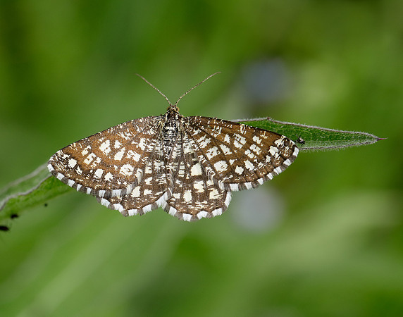 70.218 BF1894 Latticed Heath Chiasmia clathrata