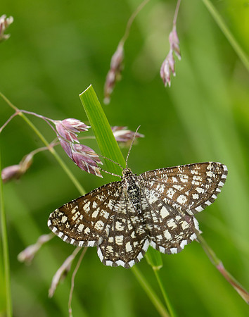 70.218 BF1894 Latticed Heath Chiasmia clathrata