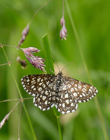 70.218 BF1894 Latticed Heath Chiasmia clathrata