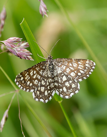 70.218 BF1894 Latticed Heath Chiasmia clathrata