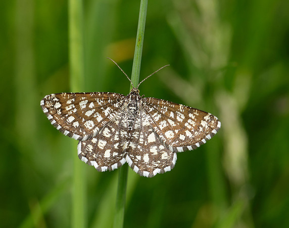 70.218 BF1894 Latticed Heath Chiasmia clathrata