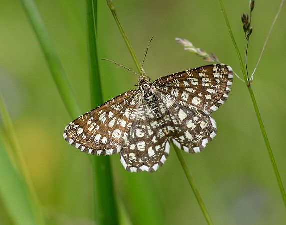 70.218 BF1894 Latticed Heath Chiasmia clathrata