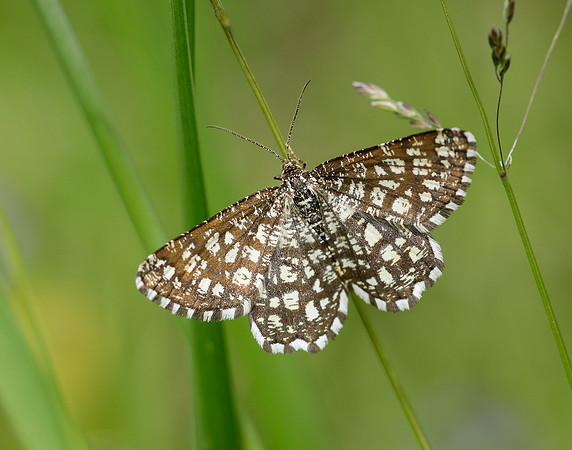 70.218 BF1894 Latticed Heath Chiasmia clathrata