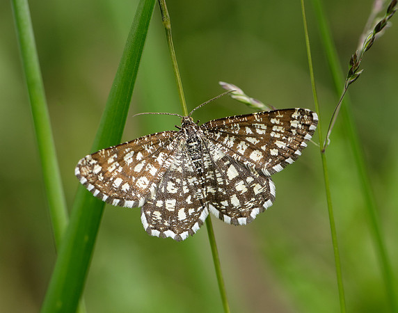 70.218 BF1894 Latticed Heath Chiasmia clathrata