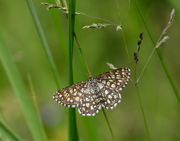 70.218 BF1894 Latticed Heath Chiasmia clathrata