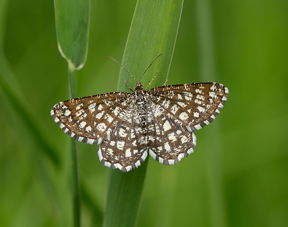 70.218 BF1894 Latticed Heath Chiasmia clathrata