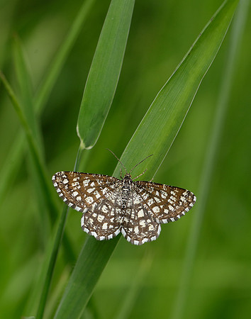 70.218 BF1894 Latticed Heath Chiasmia clathrata