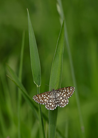 70.218 BF1894 Latticed Heath Chiasmia clathrata