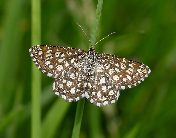 70.218 BF1894 Latticed Heath Chiasmia clathrata