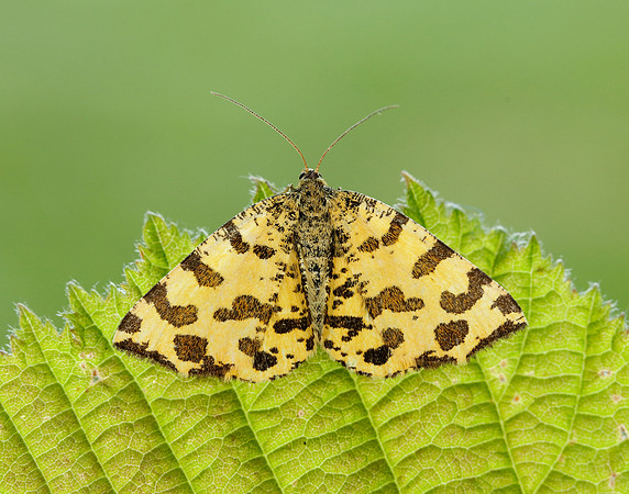 70.229 BF1909 Speckled Yellow Pseudopanthera macularia