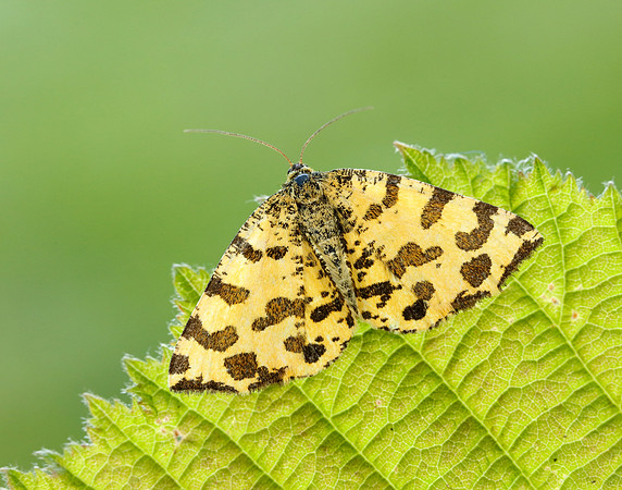 70.229 BF1909 Speckled Yellow Pseudopanthera macularia