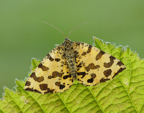 70.229 BF1909 Speckled Yellow Pseudopanthera macularia