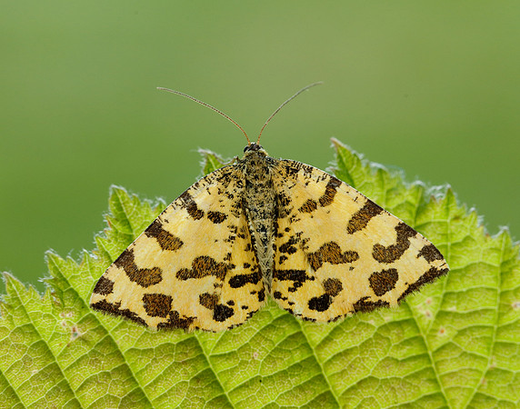 70.229 BF1909 Speckled Yellow Pseudopanthera macularia
