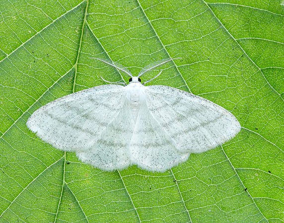 70.277 BF1955 Common White Wave Cabera pusaria