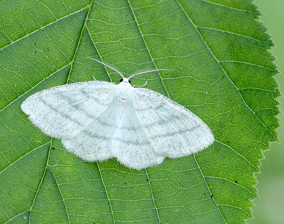 70.277 BF1955 Common White Wave Cabera pusaria