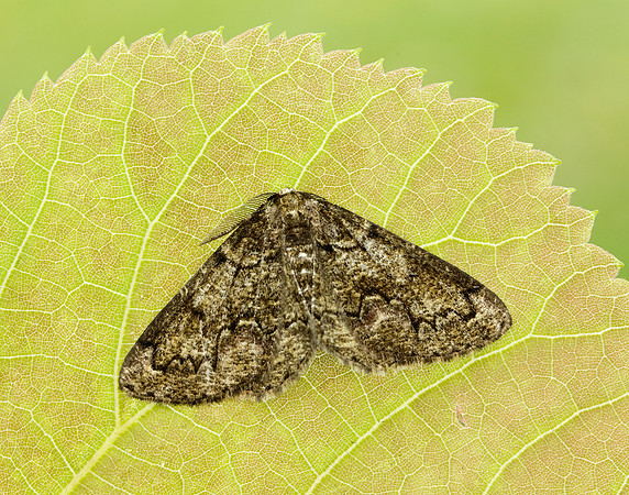 70.288 BF1945 Brussels Lace Cleorodes lichenaria