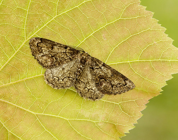 70.288 BF1945 Brussels Lace Cleorodes lichenaria