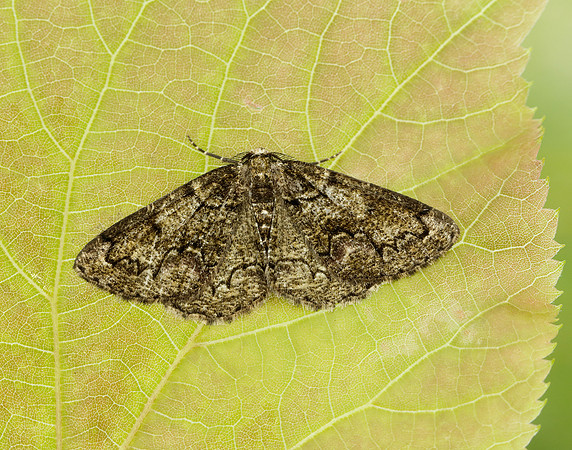 70.288 BF1945 Brussels Lace Cleorodes lichenaria