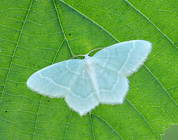 70.303 BF1674 Little Emerald Jodis lactearia