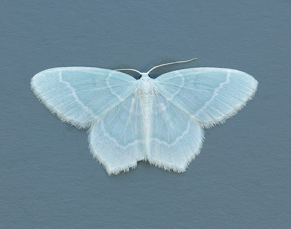 70.303 BF1674 Little Emerald Jodis lactearia