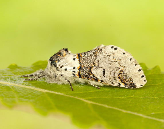 71.005 BF1997 Sallow Kitten Furcula furcula