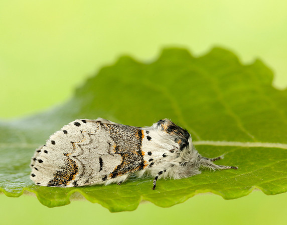 71.005 BF1997 Sallow Kitten Furcula furcula