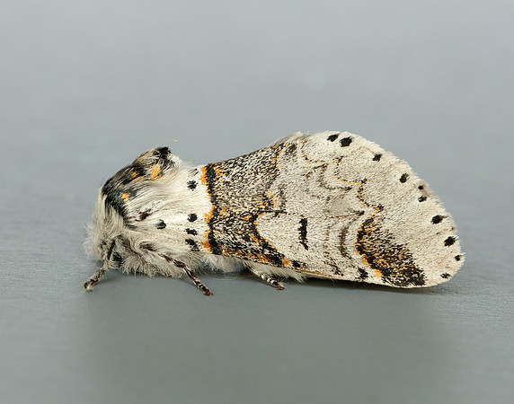 71.005 BF1997 Sallow Kitten Furcula furcula