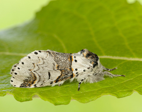 71.005 BF1997 Sallow Kitten Furcula furcula