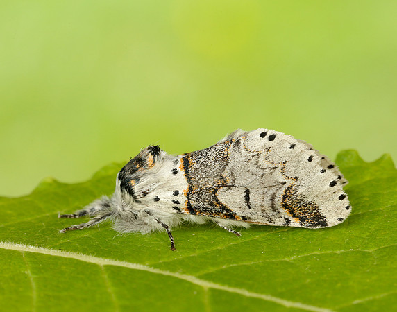 71.005 BF1997 Sallow Kitten Furcula furcula