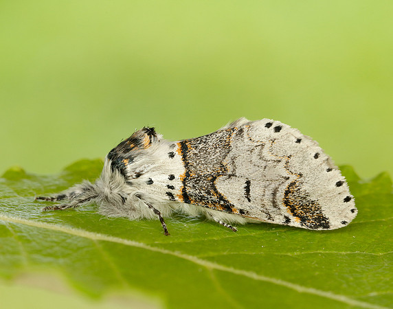 71.005 BF1997 Sallow Kitten Furcula furcula