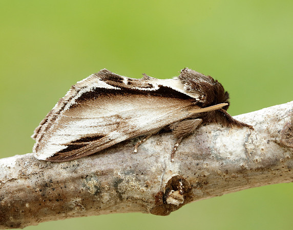 71.018 BF2006 Lesser Swallow Prominent Pheosia gnoma