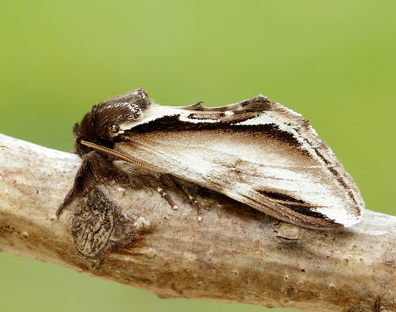 71.018 BF2006 Lesser Swallow Prominent Pheosia gnoma