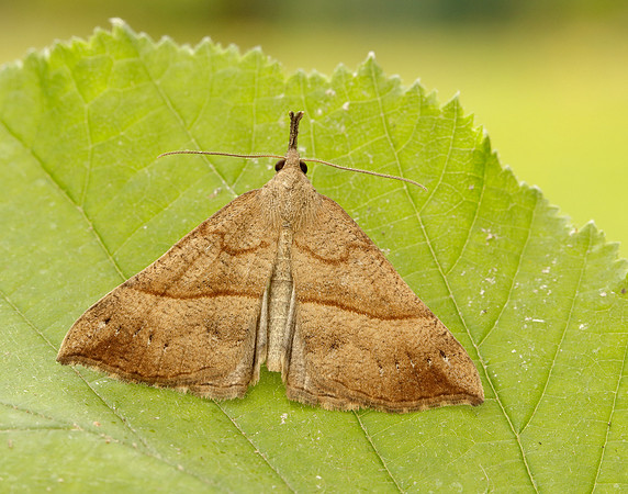 72.003 BF2477 Snout Hypena proboscidalis