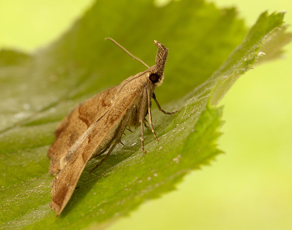 72.003 BF2477 Snout Hypena proboscidalis